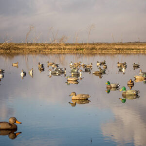 Decoys